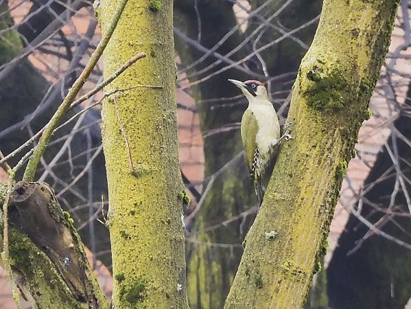 Picchio verde  - Maria Rita Gelso