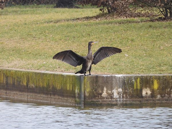 Cormorano  - Maria Rita Gelso