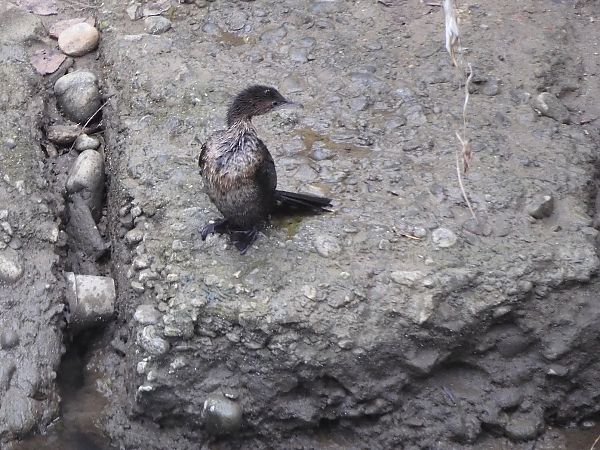 Marangone minore  - Maria Rita Gelso