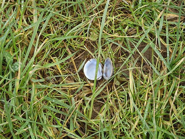 Corbicula fluminea  - Maria Rita Gelso