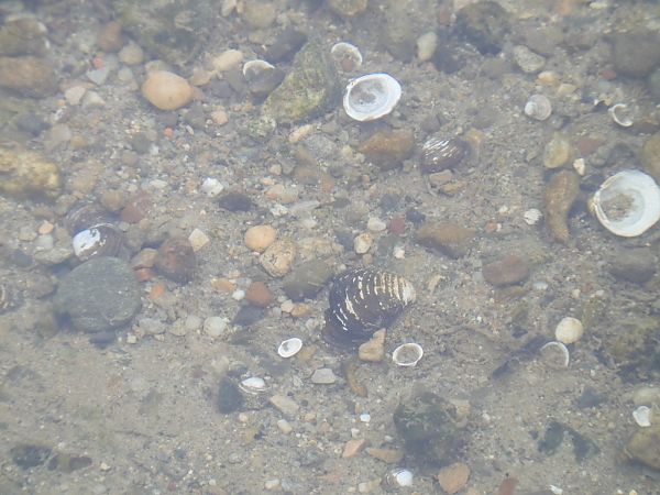 Corbicula fluminea  - Maria Rita Gelso