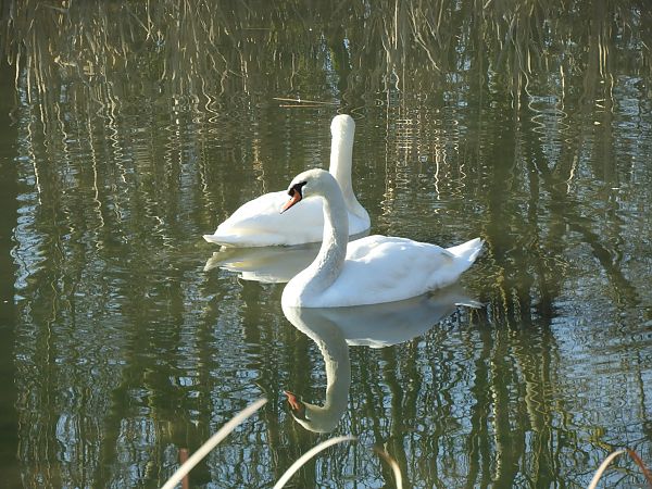 Cigno reale  - Maria Rita Gelso