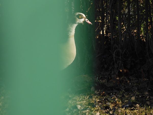 Oca egiziana  - Maria Rita Gelso