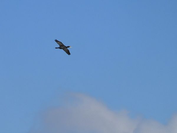 Cormorano  - Maria Rita Gelso