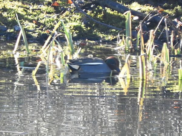 Alzavola  - Maria Rita Gelso