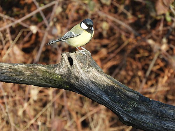 Cinciallegra  - Maria Rita Gelso