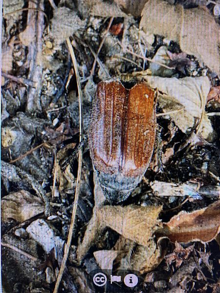 Melolontha melolontha  - Maria Rita Gelso