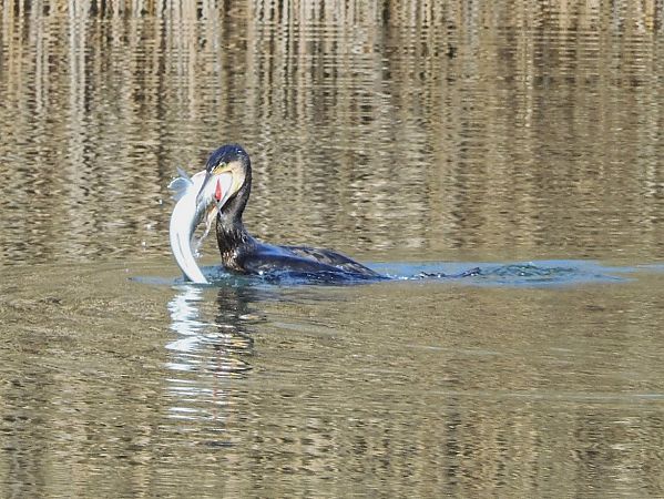 Cormorano  - Maria Rita Gelso
