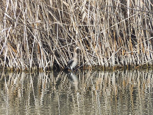 Marangone minore  - Maria Rita Gelso