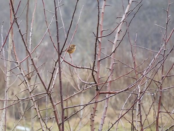 Beccamoschino  - Maria Rita Gelso