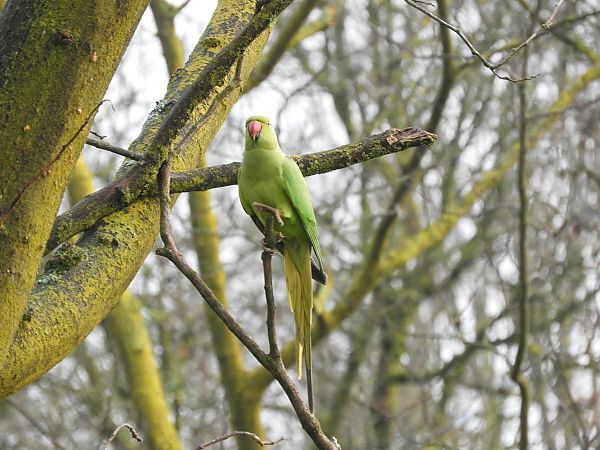 Parrocchetto dal collare  - Maria Rita Gelso