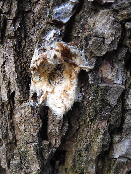 Lymantria dispar  - Maria Rita Gelso