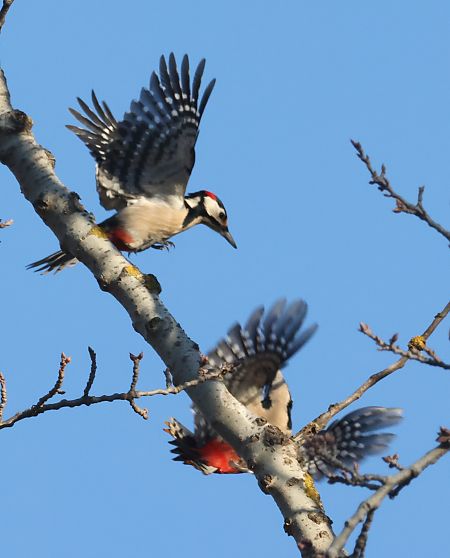 Picchio rosso maggiore  - Horand Maier