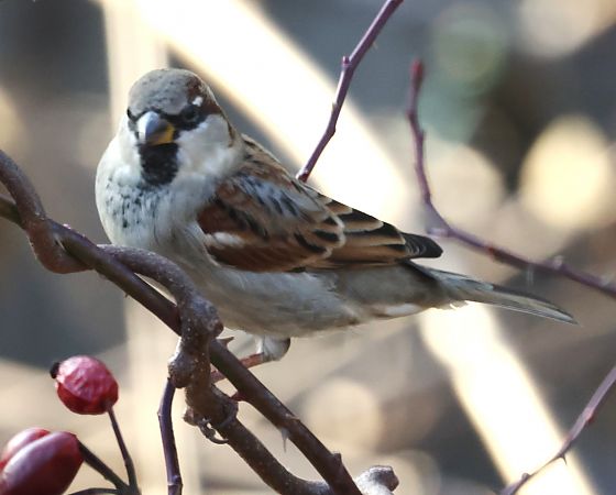 Passera oltremontana  - Horand Maier