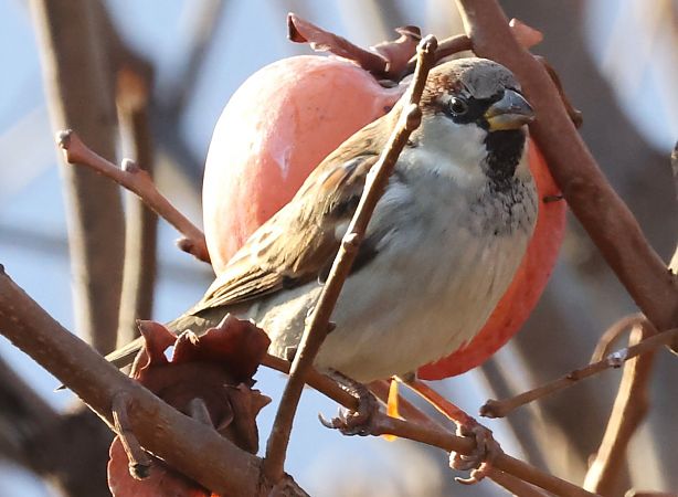 Passera oltremontana  - Horand Maier