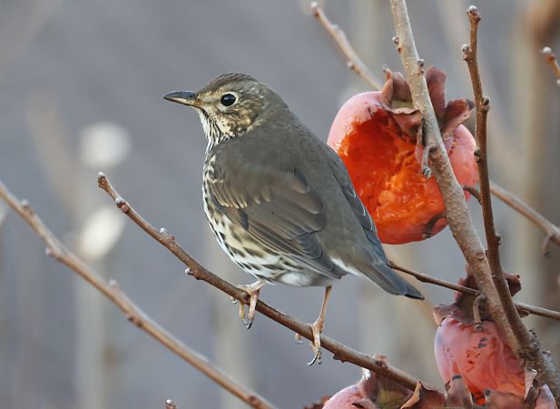 Tordo bottaccio  - Horand Maier