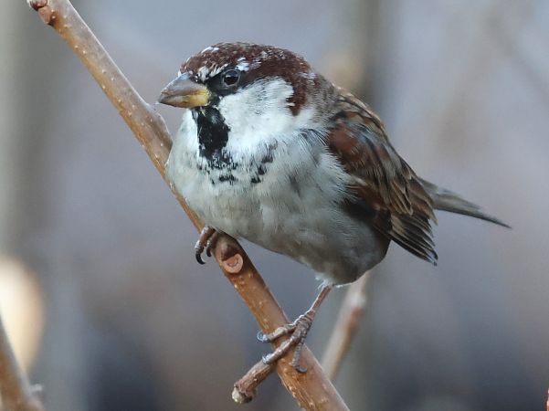 Italiensperling  - Horand Maier