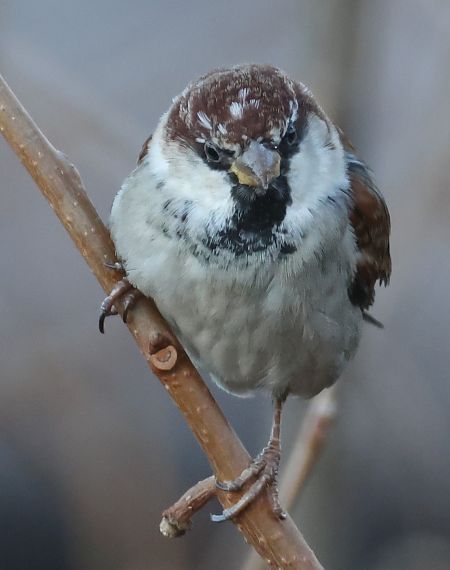 Passera d'Italia  - Horand Maier