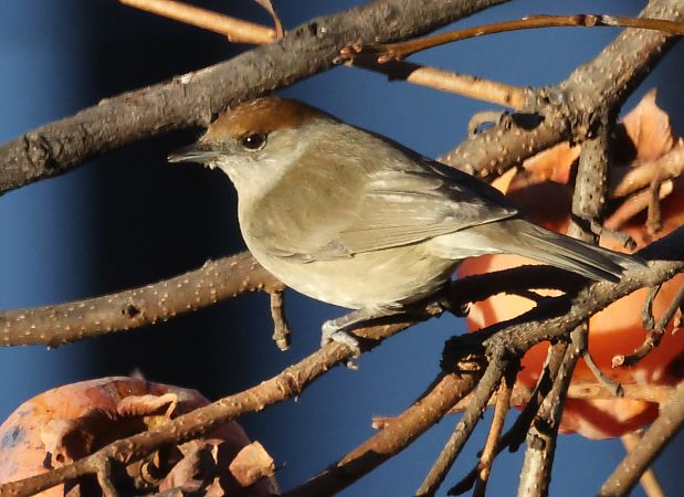 Capinera  - Horand Maier
