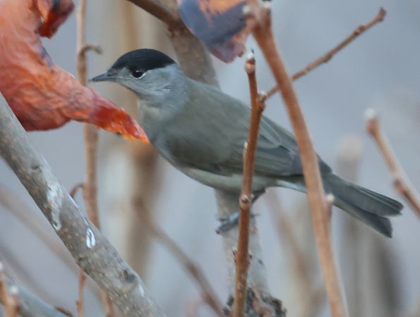Capinera  - Horand Maier