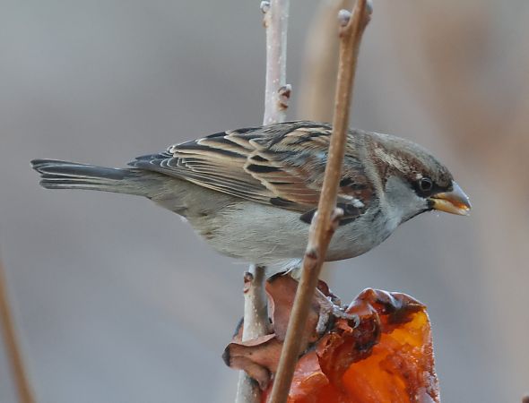 Passera oltremontana  - Horand Maier