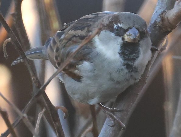 House Sparrow  - Horand Maier
