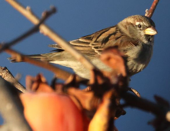 Passera oltremontana  - Horand Maier