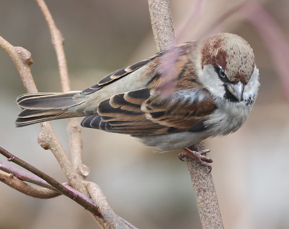 Ibrido Passera d’Italia x europea  - Horand Maier