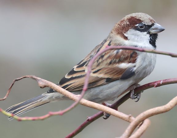 Ibrido Passera d’Italia x europea  - Horand Maier