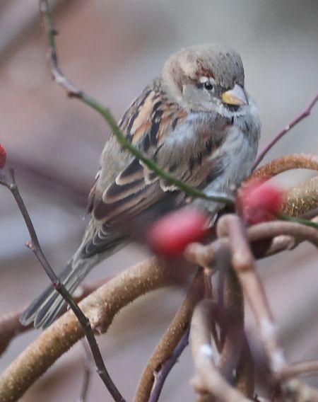 Passera oltremontana  - Horand Maier
