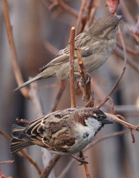 Passera d'Italia  - Horand Maier