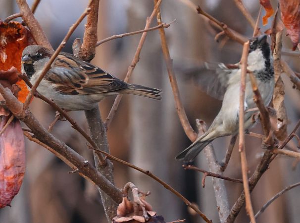 Passera oltremontana  - Horand Maier