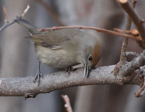 Capinera  - Horand Maier