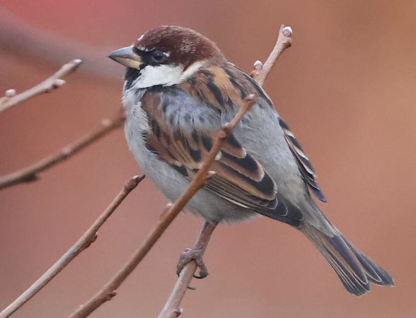 Passera d'Italia  - Horand Maier