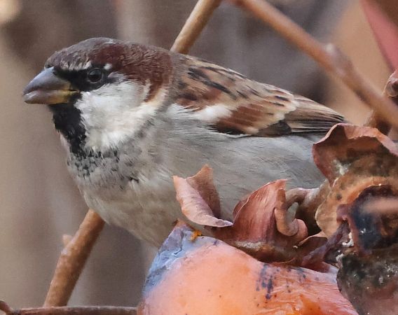 Ibrido Passera d’Italia x europea  - Horand Maier