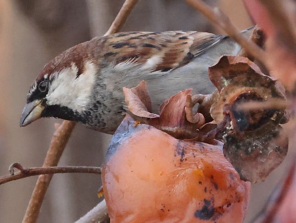 Ibrido Passera d’Italia x europea  - Horand Maier