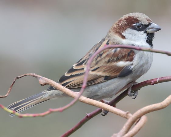 Ibrido Passera d’Italia x europea  - Horand Maier