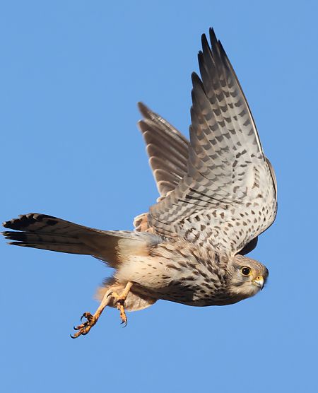 Gheppio  - Horand Maier