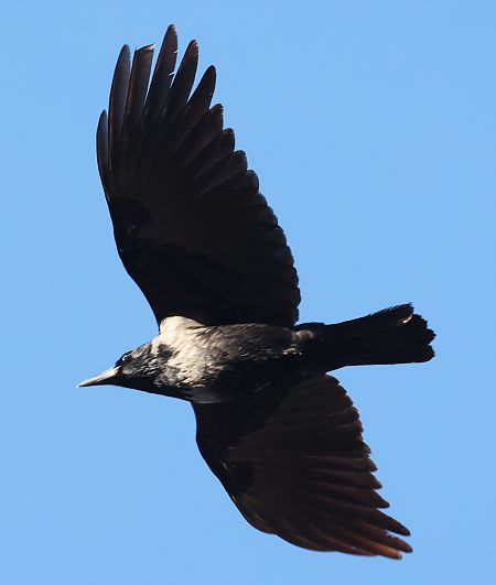 Ibrido Cornacchia nera x grigia  - Horand Maier