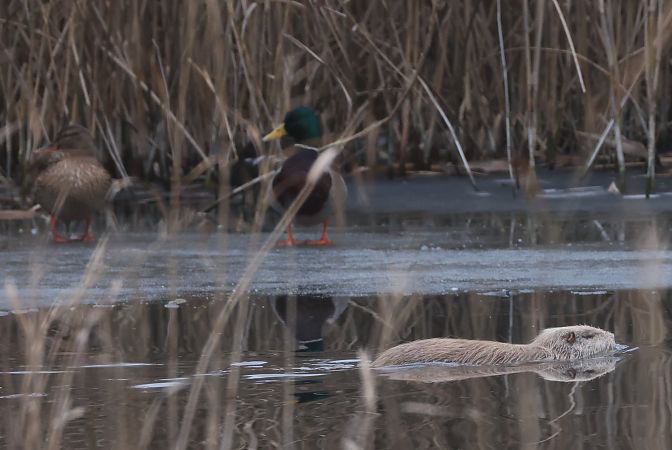 Nutria  - Horand Maier