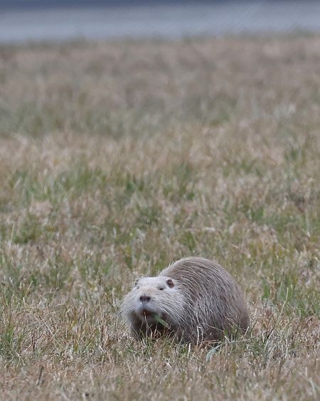 Nutria  - Horand Maier