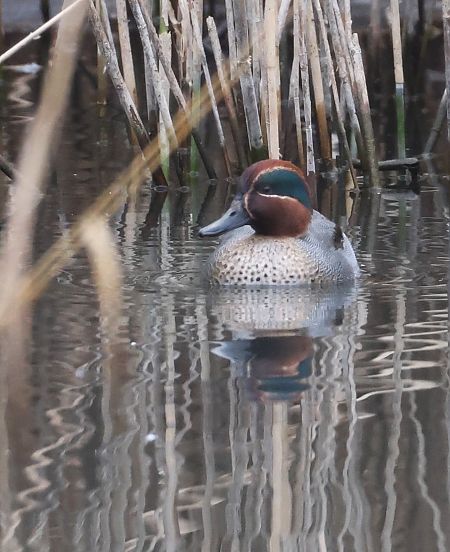 Alzavola  - Horand Maier