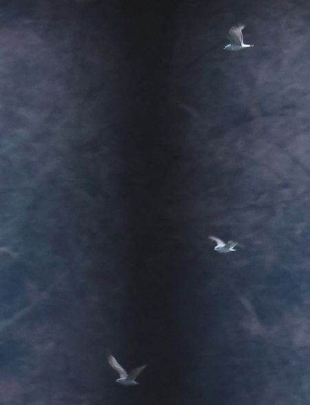 Gavina  - Horand Maier