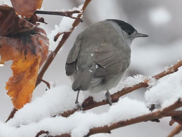 Capinera  - Horand Maier