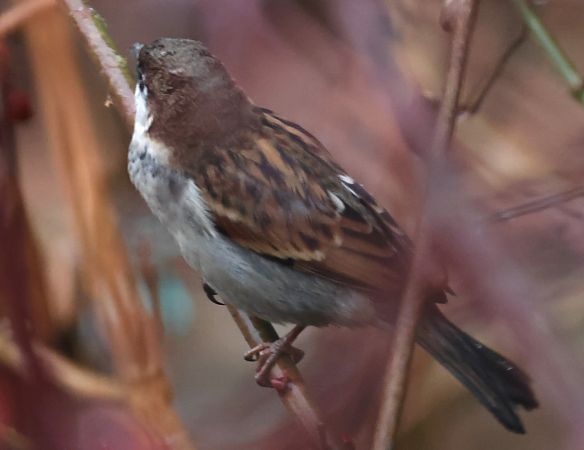 Ibrido Passera d’Italia x europea  - Horand Maier