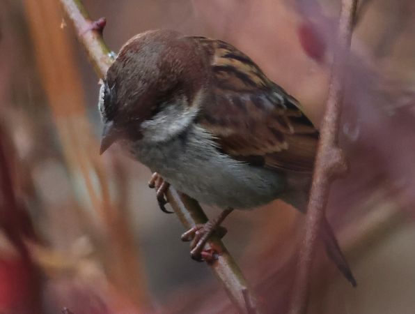 Ibrido Passera d’Italia x europea  - Horand Maier