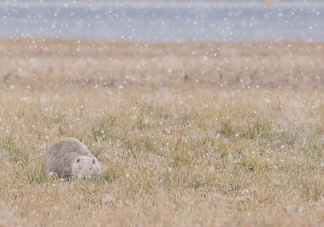 Nutria  - Horand Maier