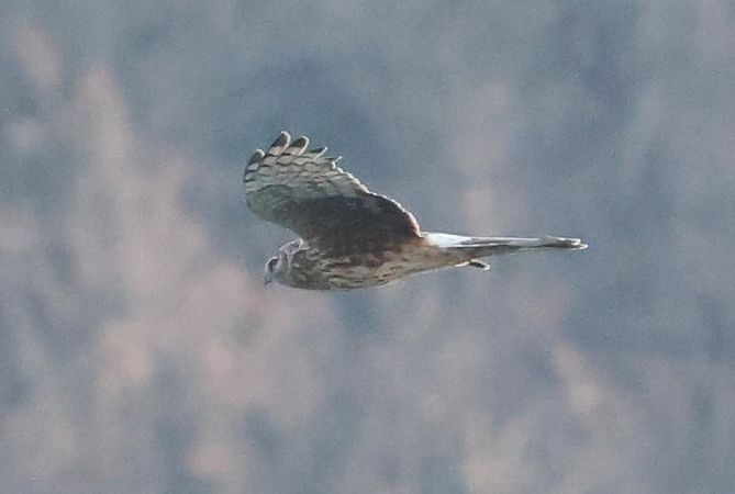 Albanella reale  - Horand Maier