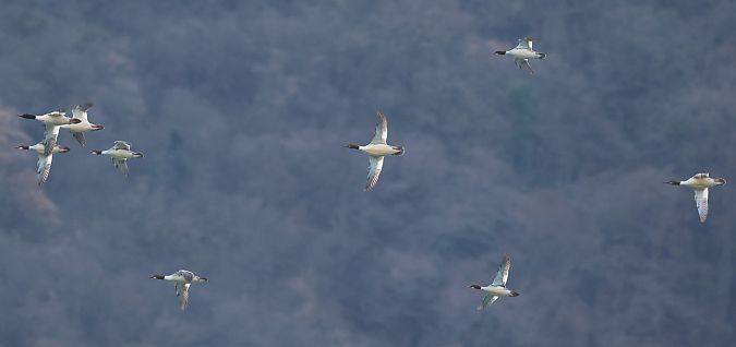 Smergo maggiore  - Horand Maier