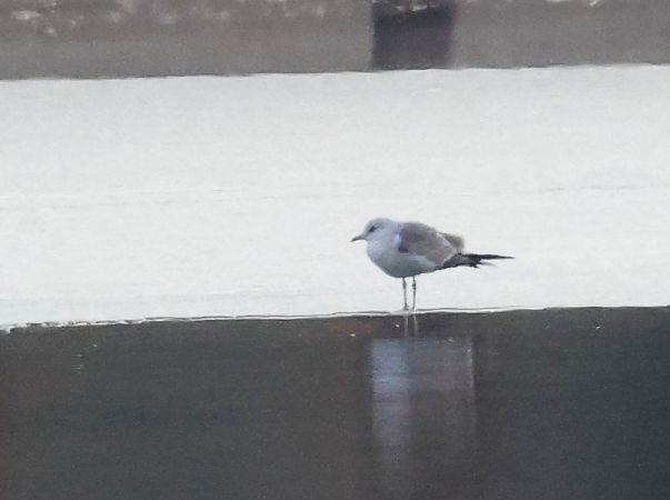 Gavina  - Horand Maier